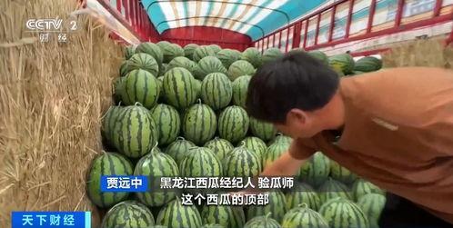 井冈山吃瓜,探寻红色故地里的“吃瓜”风情