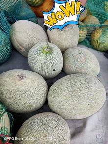 大清早吃瓜图片,瓜田里的欢乐时光