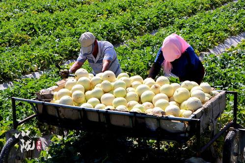 小月吃蜜瓜,甜蜜滋味，尽享夏日风情