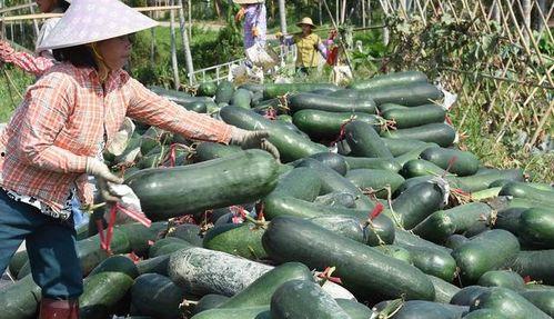 夏至吃瓜有什么好处,清凉一夏，养生益处多