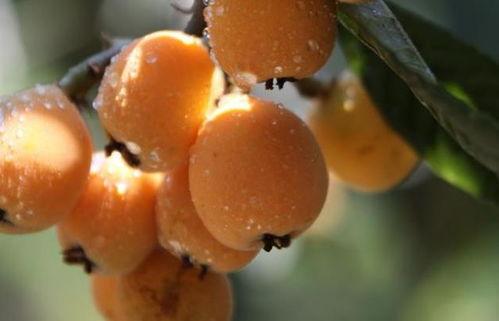 喉咙干可以吃土瓜吗