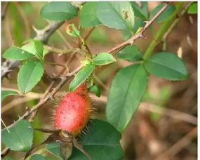 王大锤子吃瓜,揭秘娱乐圈幕后故事