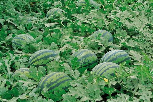 巴巴屋吃瓜群,揭秘娱乐圈幕后风云