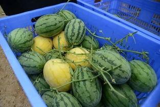 巴巴屋吃瓜群,揭秘娱乐圈幕后风云