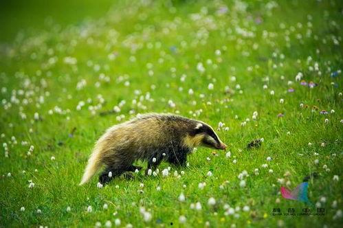 鲁迅的猹吃瓜,揭示人性百态的讽刺画卷