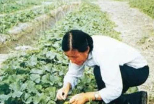 吃瓜莫忘吴明珠,揭秘瓜王背后的传奇人生