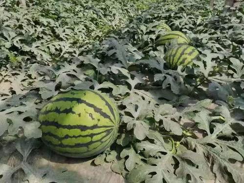 吃瓜人的夏天,吃瓜人的清凉盛宴