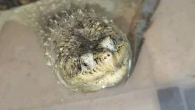 小鳄龟吃瓜,小鳄龟的夏日瓜果盛宴