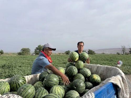 天湖吃瓜,揭秘吃瓜群众的狂欢盛宴