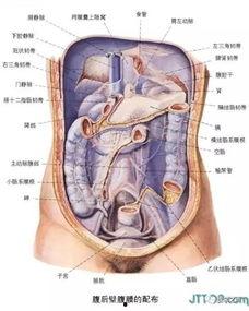 人体解剖吃瓜后续,吃瓜背后的科学奥秘
