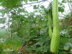 砍瓜怎样吃视频,视频教你轻松解锁美味新境界