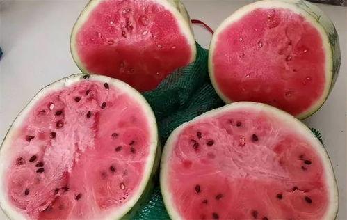 糖人吃麒麟瓜,邂逅麒麟瓜的甜蜜传说