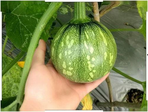 湖南跨年吃瓜,瓜果飘香话团圆