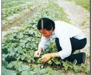 中江话吃瓜没得,方言魅力与社交现象