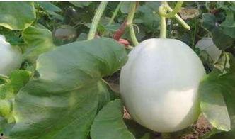 亚甲炎可以吃白兰瓜吗,亚甲炎患者适宜食用白兰瓜吗？