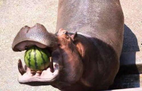 河马最新吃瓜视频,揭秘娱乐圈幕后真相