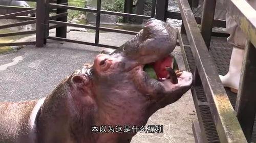 河马最新吃瓜视频,揭秘娱乐圈幕后真相