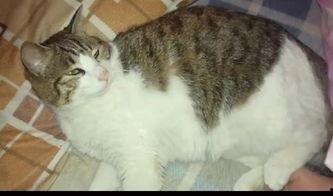 吃瓜配乐猫,萌宠音乐盛宴