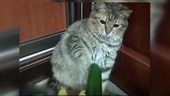 吃瓜配乐猫,萌宠音乐盛宴