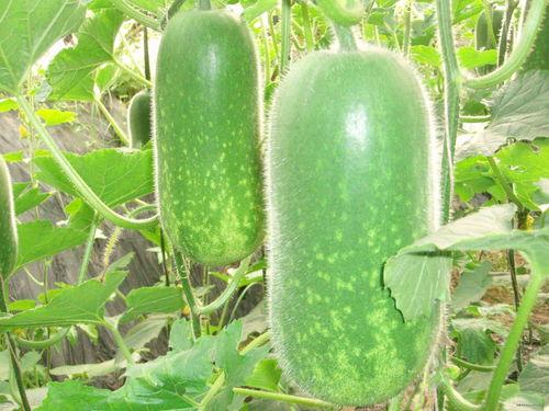 cyf吃瓜,网络红人背后的故事与争议