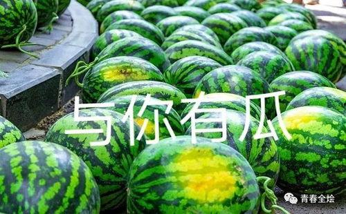 东港二中吃瓜,揭秘校园里的热点话题