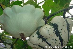 什么瓜最能晒干吃,探索最适合晒干食用的瓜类