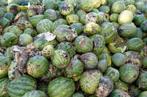 什么瓜最能晒干吃,探索最适合晒干食用的瓜类