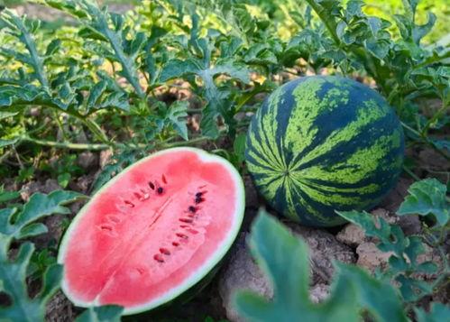 夏日海边吃瓜,瓜果飘香，尽享清凉时光