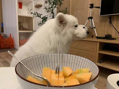 狗狗吃蜜瓜好吗