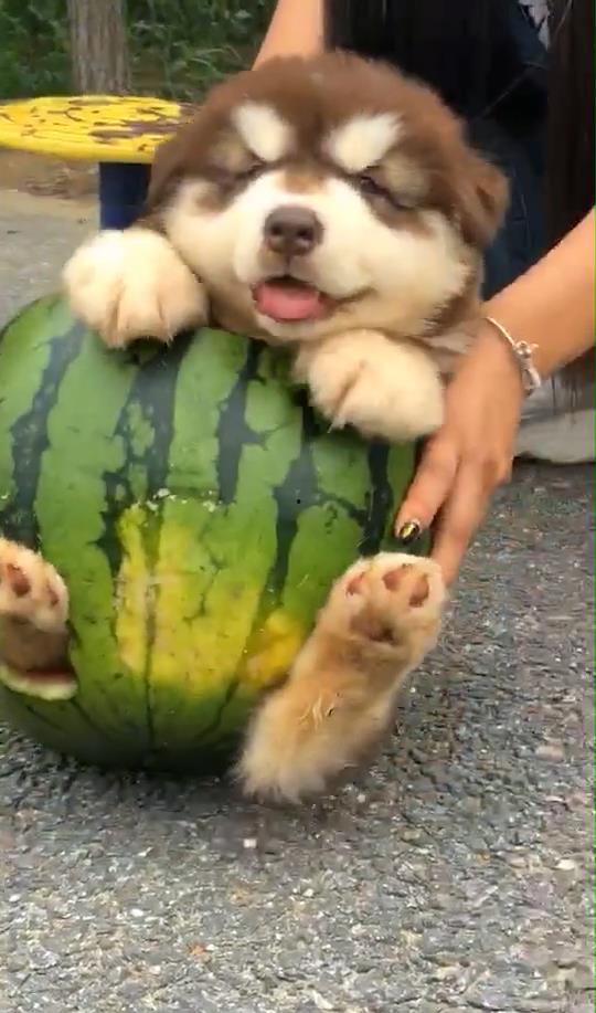 狗狗吃蜜瓜好吗