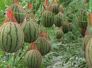 老松瓜怎么吃最好