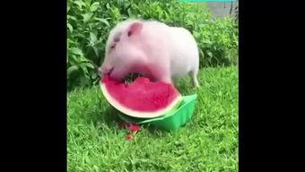 小猪吃瓜图,趣味盎然的田园生活瞬间