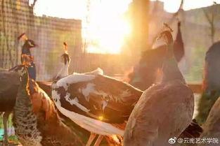 云艺吃瓜,揭秘娱乐圈那些不为人知的幕后故事