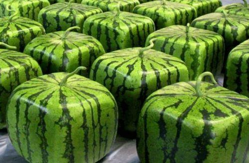 56全网吃瓜爆料