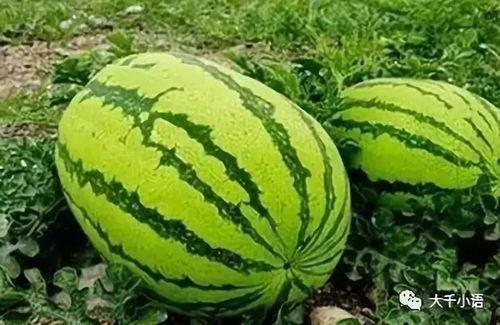 评课瓜瓜吃瓜,一场别开生面的教育盛宴