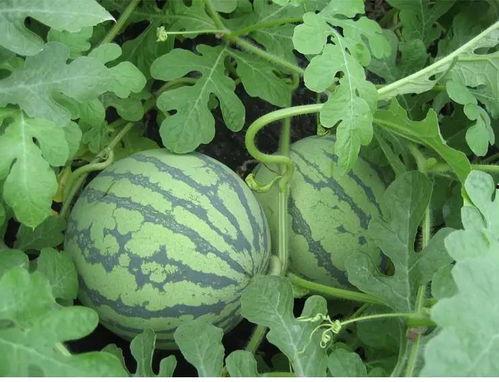 只懂看花不懂吃瓜,瓜界门外汉