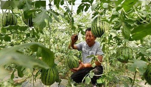 大兴庞各庄吃瓜,夏日吃瓜盛宴，尽享田园清凉时光