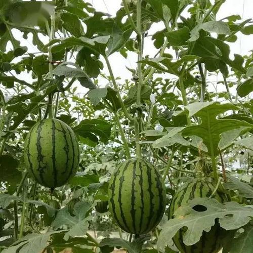 大兴庞各庄吃瓜,夏日吃瓜盛宴，尽享田园清凉时光