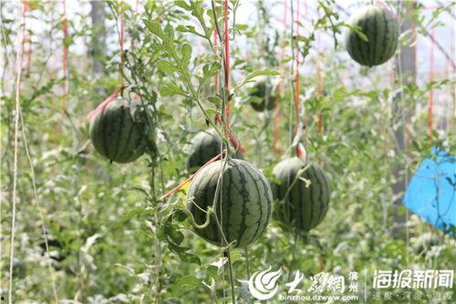 敦化吃瓜事件视频,一场网络热议的真相揭秘