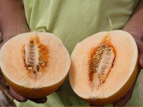 瓜中间可以吃嘛,揭秘可食用的瓜类奥秘