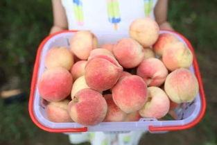 9泡泡吃瓜,揭秘娱乐圈那些不为人知的幕后故事