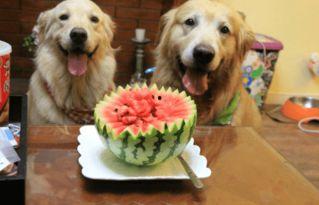 狗可以吃煮瓜,煮瓜成为宠物新宠