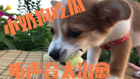 狗可以吃煮瓜,煮瓜成为宠物新宠