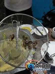 蟑螂吃瓜,瓜果成为它们的新宠