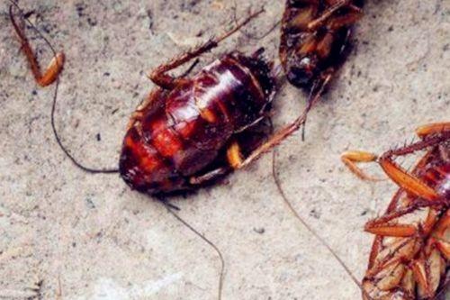 蟑螂吃瓜,瓜果成为它们的新宠