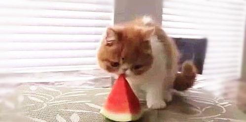 一只吃瓜小猫,揭秘瓜界萌宠的趣味生活