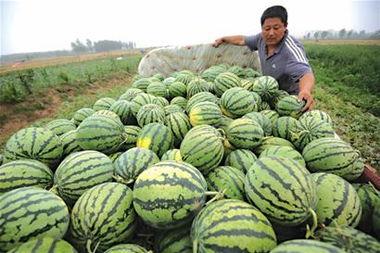 吃卖瓜的视频,吃卖瓜视频背后的电商新潮流