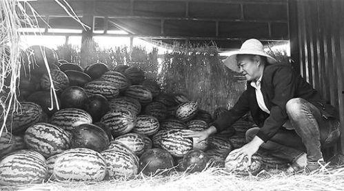 静宁吃瓜群众事件,网络舆论下的社会现象解析