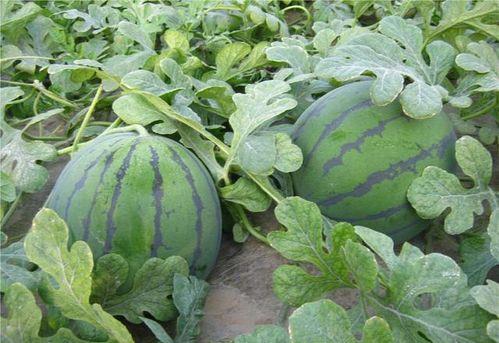 乾隆吃瓜方式特点,品味与权力的交融