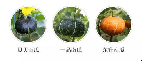 吃瓜发现新裙子